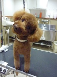 コロンちゃん❤