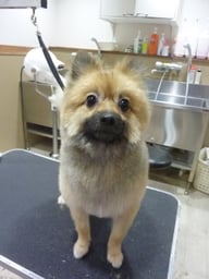 こんぽこちゃん❤