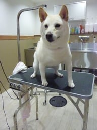 ピースちゃん❤