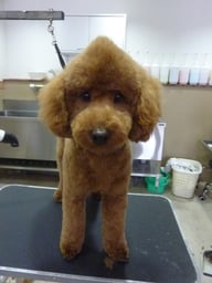 茶々丸ちゃん❤