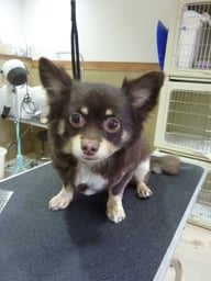 ブラウニーちゃん❤