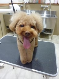 ぽんずのすけちゃん❤