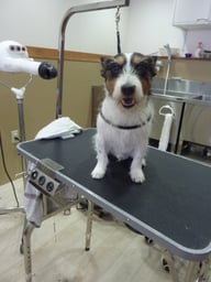 ジャックちゃん❤