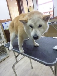 ミントちゃん❤