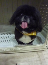 伽羅王ちゃん❤