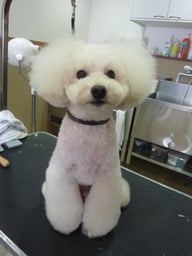 マロンちゃん❤