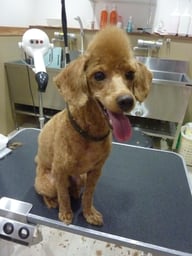 こてつちゃん❤