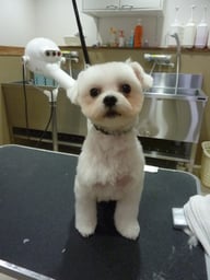 こまめちゃん❤