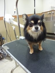 チョコちゃん❤