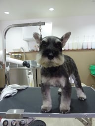 マロンちゃん❤