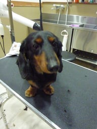 ドンキーちゃん❤