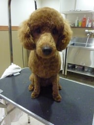 茶々丸ちゃん❤