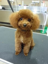 エルメちゃん❤