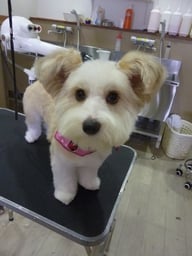 コロンちゃん❤