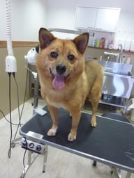 コペルニクスちゃん❤