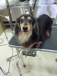 リンスちゃん❤