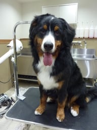 ししまるちゃん❤