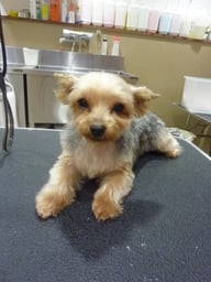 ぴあのちゃん❤