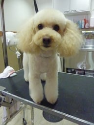 ショコラちゃん❤