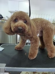 チョコちゃん❤