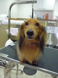 ロックちゃん❤