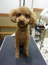 こてつちゃん❤