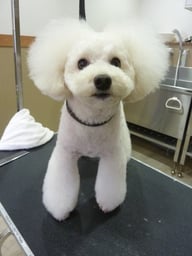 マロンちゃん❤