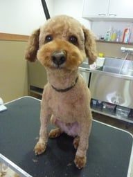 ちょこちゃん❤