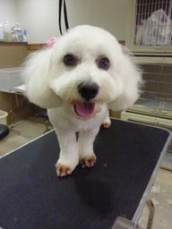 コットンビーちゃん❤