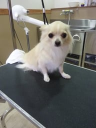 ミントちゃん❤