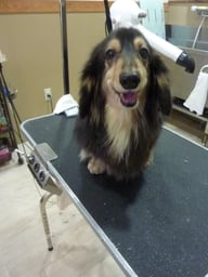 チョコちゃん☆