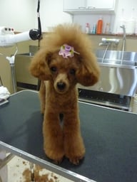 ぐりこちゃん❤