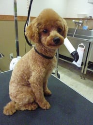 ごんざえもんちゃん❤