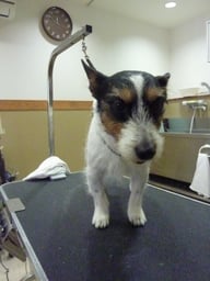 ジャックちゃん☆