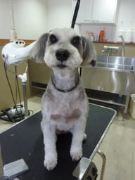 サクラちゃん❤