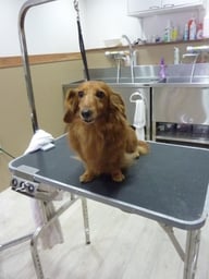 マロンちゃん❤