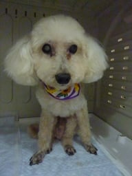 ショコラちゃん❤