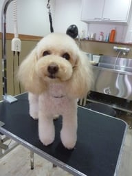 ショコラちゃん❤