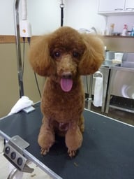 コロンちゃん❤