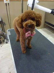 チョコラちゃん❤