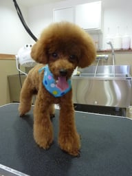 ちろるちゃん❤