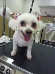 シエルちゃん❤