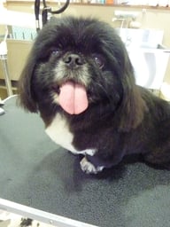 伽羅王ちゃん❤