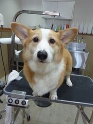 コニーちゃん❤