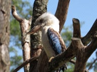 kookaburra martin chasseur à ailes bleues