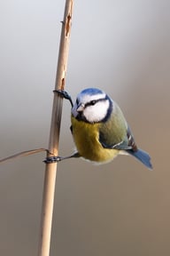 NABU/Hartmut Mletzko