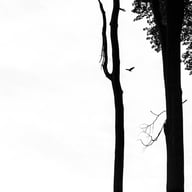 photography Forêt de Soignes photo 