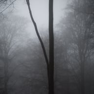 photography Forêt de Soignes photo 