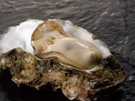 岩ガキ（新潟、鶴岡）