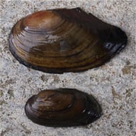 Foto: Landschaftspflegeverband Unterallgäu